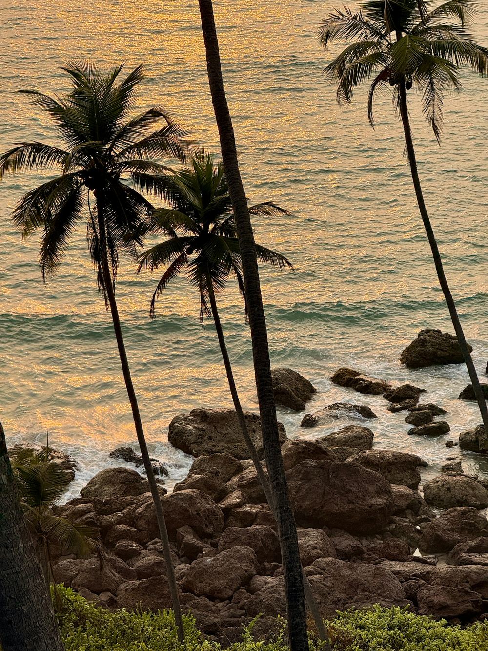 Palm trees over a rocky beach at sunset